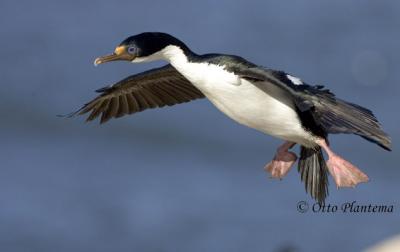 King Cormorant