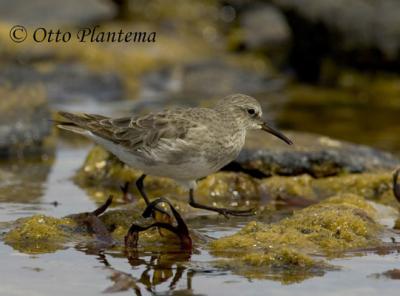 White-rumped Sandpiper