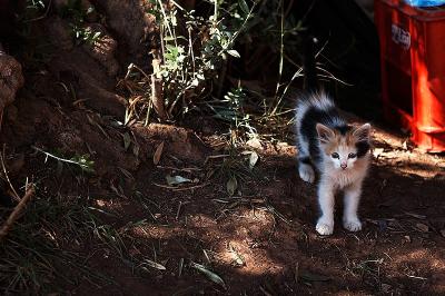 _MG_0474.jpg