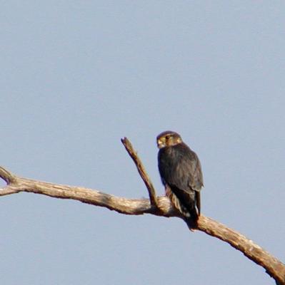 Merlin