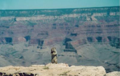 South Rim Resident