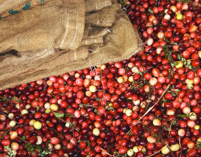 Cranberry Sack