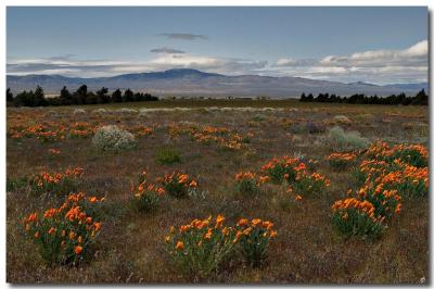 Antelope Valley meadow