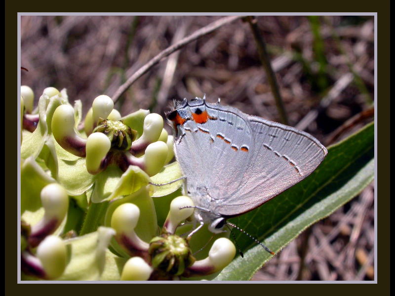 Gray Hairstreak on Antelope Horn