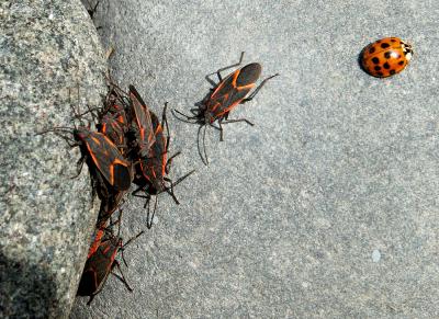 Negundo-Bugs0680.jpg
