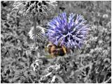 blueflower and bumble bee