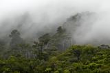 Mist on Bush