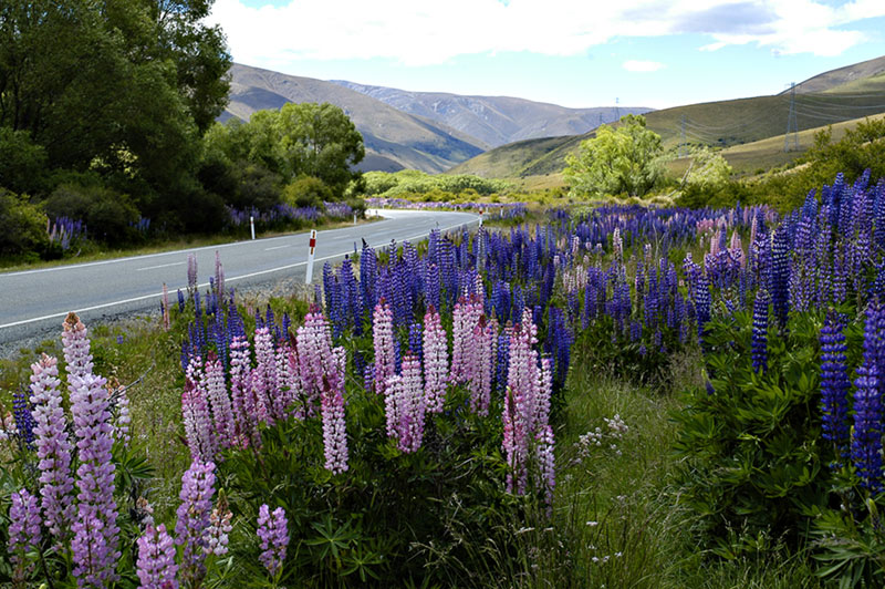 Lupin Highway