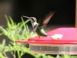 A little female Ruby Throated Hummingbird