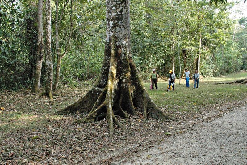 Base of Ceiba tree