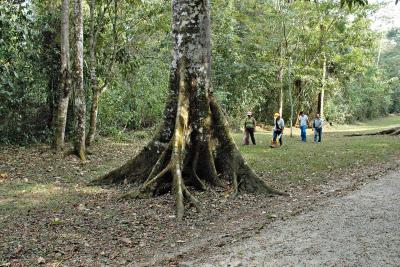 Base of Ceiba tree