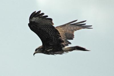 Snail Kite of Belize