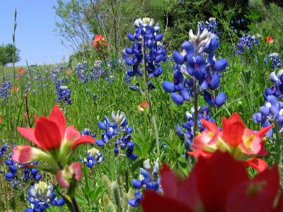 Flowers