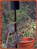 Squirrel up Post
