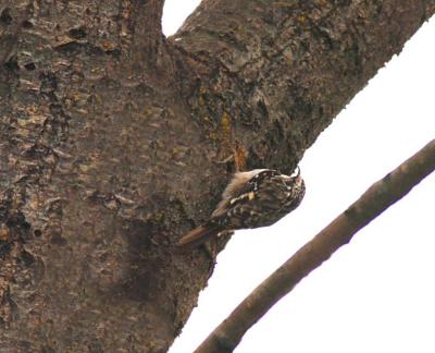 Brown Creeper 0405-1j  Yard