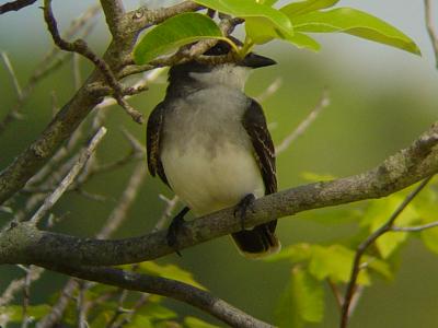 Young Eastern Kingbird (Tyrannus tyrannus)