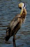 Great Blue Heron (Ardea herodias)