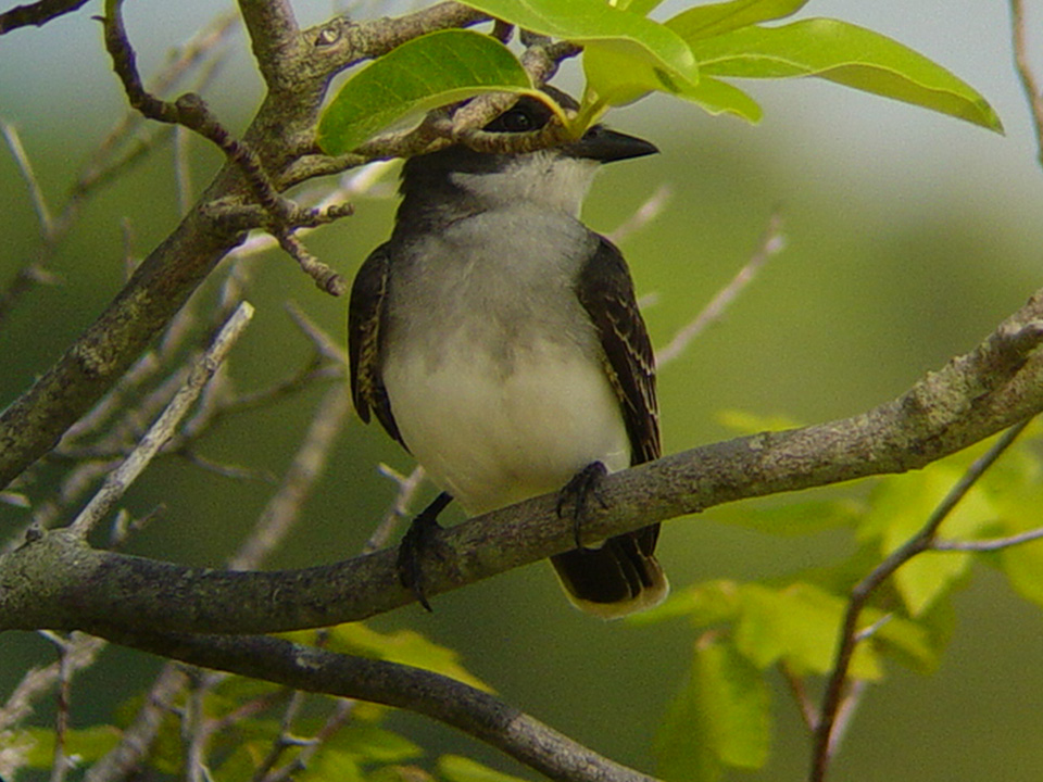 Young Eastern Kingbird (Tyrannus tyrannus)