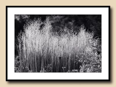 Grasses in Late Day Light