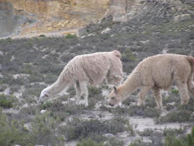 Alpacas