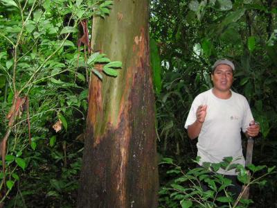 Chinino tree