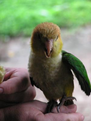 Little parrot