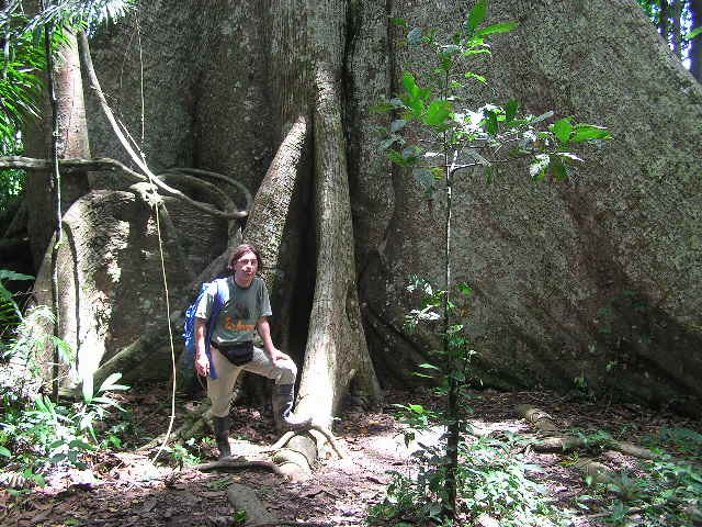 400 years old roots