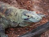 Monitor lizard