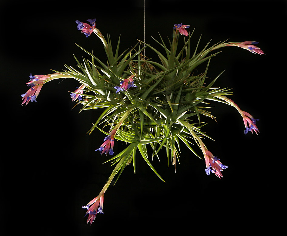 <i>Tillandsia aeranthos</i>