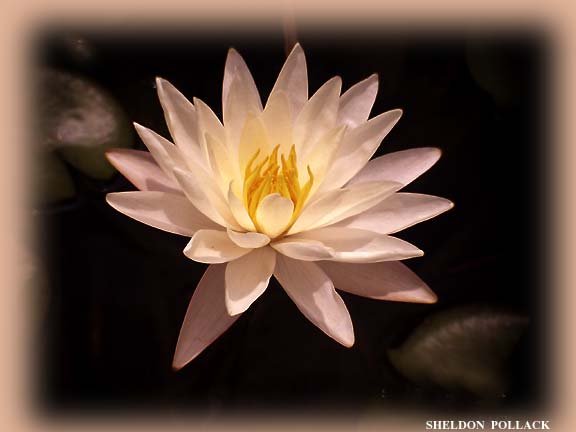 water-lilly-5-.jpg