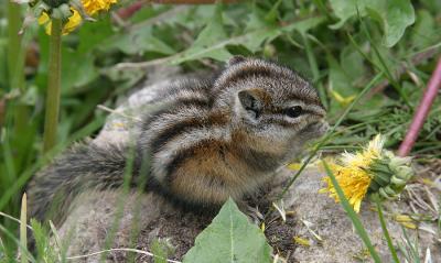 Least Chipmonk