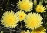 Desert Dandelion