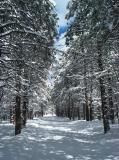 Cross Country Skiing at the Nordic Center