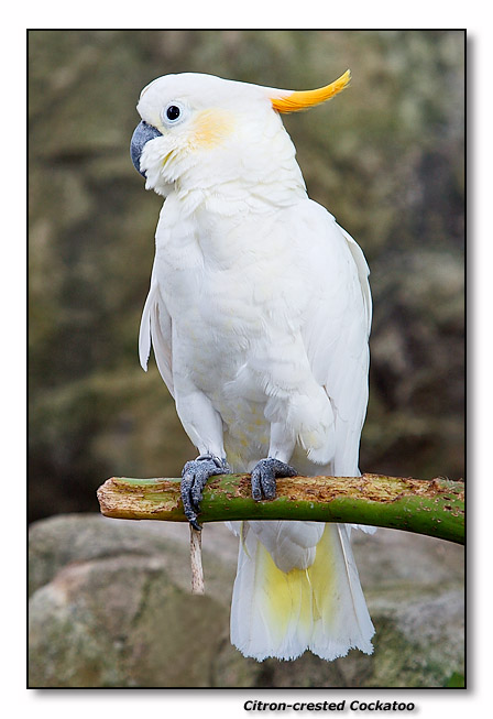 Citron-crested Cockatoo