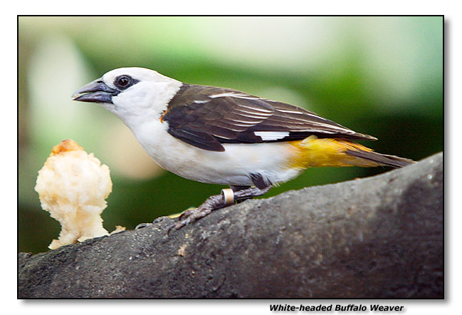 White-headed Buffalo Weaver