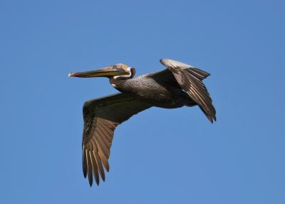 Pelican flying 1a.jpg