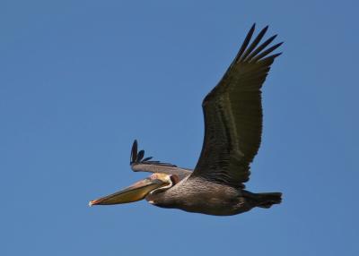Pelican flying 3.jpg