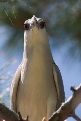 Black-Crowned Night Heron Looks Down