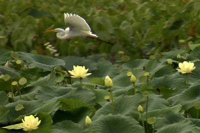 Egret Over the Lotus Plants