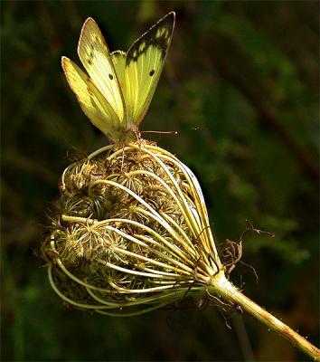 Yellow Skipper on Queen Anne's Lace