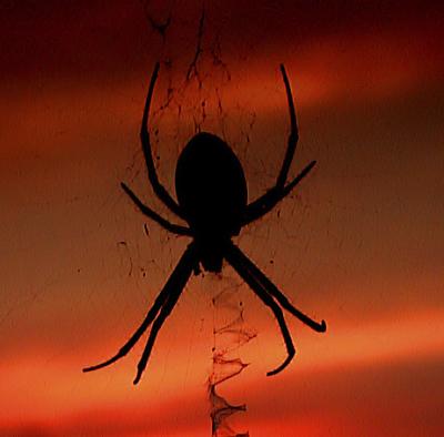 Sunset Spider