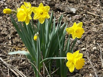 2005-04-05 Daffodils