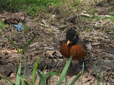 2005-04-06 Robin