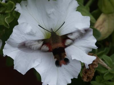 Hummingbird Moth