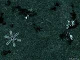 2005-01-16 Snowflake