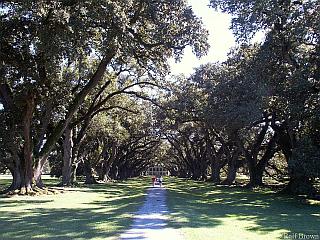 300-year old oak trees give Oak Alley Plantation its name