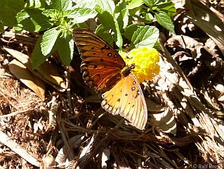 butterfly on the plantation grounds