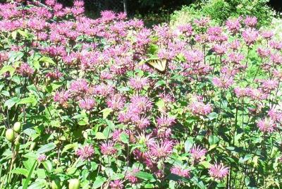 Bee Balm