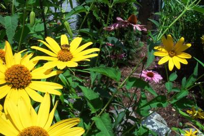 Bee in Daisies
