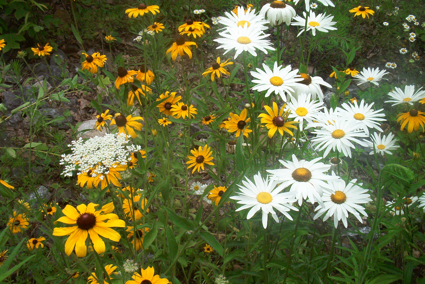 Daisies